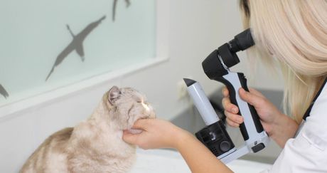 Najčešće očne bolesti kod mačaka