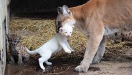 Novo čudo: U Nikaragvi rođena albino puma, jedna od samo četiri takve velike mačke na svetu