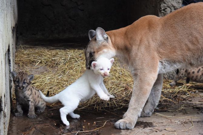 Albino puma