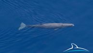 Redak prizor u Jadranu: Snimljeno jato kitova, svi oduševljeni, a stručnjaci imaju samo jedno upozorenje