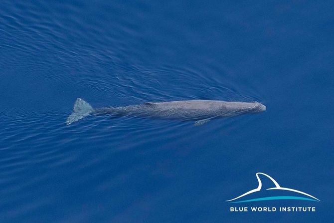 Grupa ulješura (Physeter macrocephalus) u području Korčule