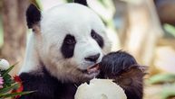 Džinovske pande se vraćaju iz Španije u Kinu: Za to postoji poseban razlog