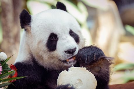 Malezija panda slavi 17. rođendan