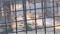 Ušli smo u zoo-vrt u Boru koji su optužili za izgladnjivanje životinja: "Izmučeni papagaj došao iz cirkusa"