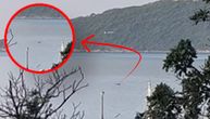 Predivna scena sa Jadrana: Turisti u Herceg Novom zoru dočekali uz brčkanje delfina