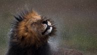 Govori tiho i okupaj lava u perionici: Nestvaran snimak osvaja društvene mreže