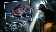 Miner in Kosovo and Metohija contracts hantavirus: He was urgently sent to Kragujevac, ended up on dialysis