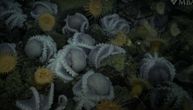 Zašto oktopodi migriraju do termalnih izvora duboko u moru