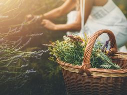 bilje branje bilja trave