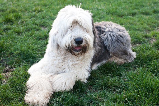 English Sheepdog Olivia