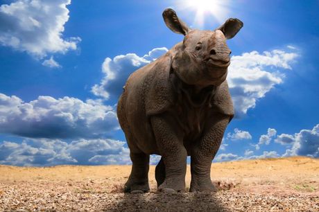 Svetski dan nosoroga