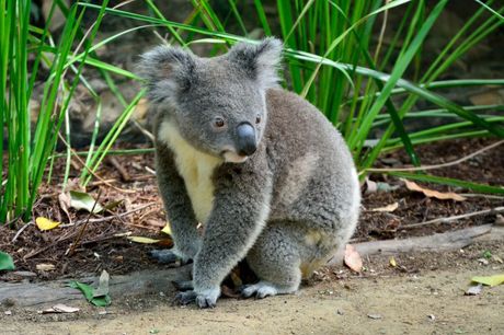 Dan spasavanja koala Dan spasavanja koala