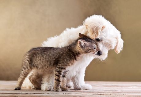 Mržnja između psa i mačke