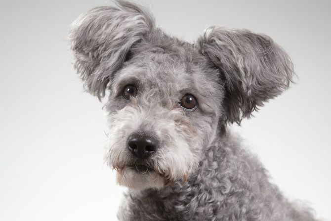 Pumi