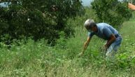 Ova lepotica je pravo skrovište za alergične na ambroziju: Izmerena manja koncetracija njenog polena