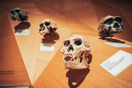 Ljudi i neandertalci