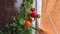 Julijana pokazala kako paradajz i paprika mogu da rode i u zatvorenim uslovima, i to naopačke