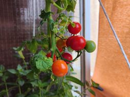 Julijana Kuzmić paprika paradajz