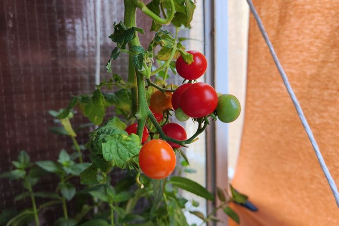 Julijana Kuzmić paprika paradajz