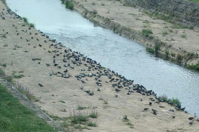 divlje ptice, golubivi leskovac