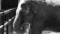 Poslednji snimak i slike slonice Tvigi: Posetili smo je u petak, ništa nije ukazivalo da će da nas napusti