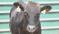Nemanja je u Čačku pokrenuo farmu najskupljih goveda na svetu: Japanske vagi krave stigle u Srbiju