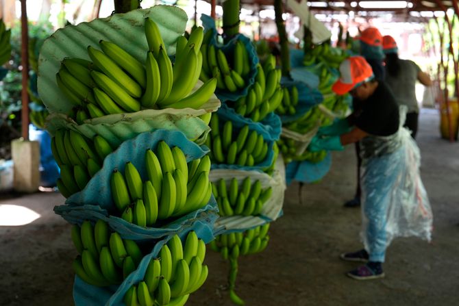 Ekvador, banane, kokain, šverc droge