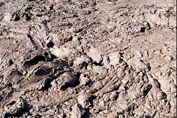 Akcija spasavanja ždrebeta iz živog blata Suva planina ždrebe živo blato