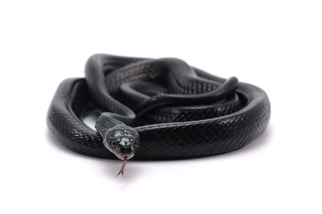 Najtraženije crne zmije