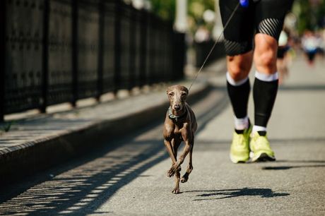Psi koji vole da trče