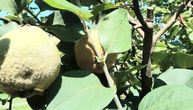 "Miriše k'o dunja sa ormara": Za kilogram ovog miršljavog voća traže 120 dinara