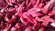Mirjanić: Leskovačka paprika za primer