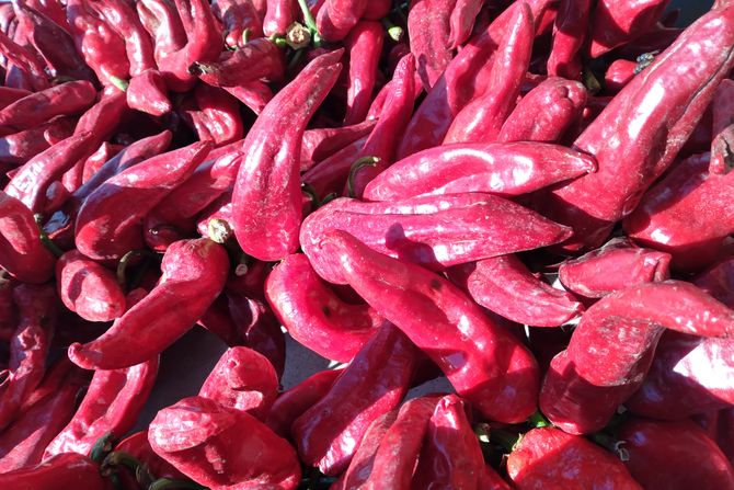 leskovačka paprika, ivan nikolić, paprika