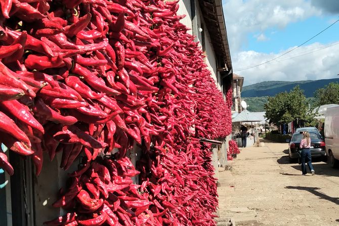 leskovačka paprika, ivan nikolić, paprika