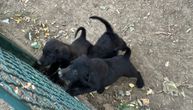 Četiri preslatka šteneta ostavljena u parku za pse u Šumicama: Pored njih samo kutija i malo hrane