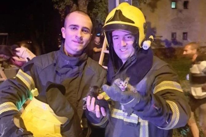 Novosadski vatrogasci spasili mačiće Novosadski vatrogasci spasili mačiće