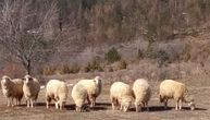 Nikoli iz Lipljana ukradeno više od 25 ovaca: Lopovi ostavili tragove