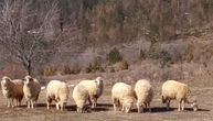 Prepolovljeno stado od 80 ovaca Mladenovića iz Vranja: Nije zabeležen ovakav napad, strahuje se od vukova