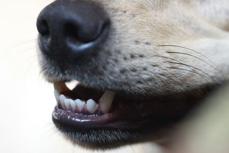 Pas, pas lutalica, pseći zubi