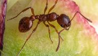 Crveni vatreni mravi, koji su stigli u Evropu, mogu i da ubiju otrovom: Samo jedna zemlja ih je istrebila!