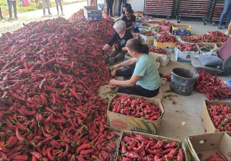 Sušara, sušene paprike, leskovac