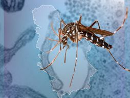 Denga groznica, tigrasti komarac