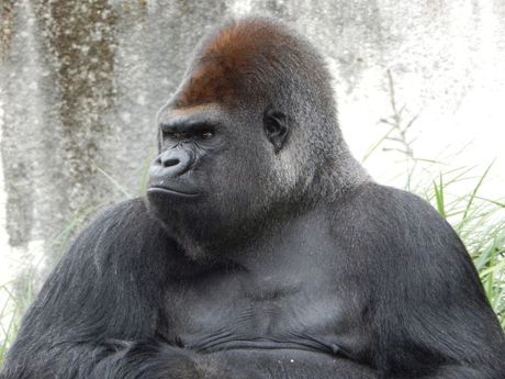 Svetski dan gorila