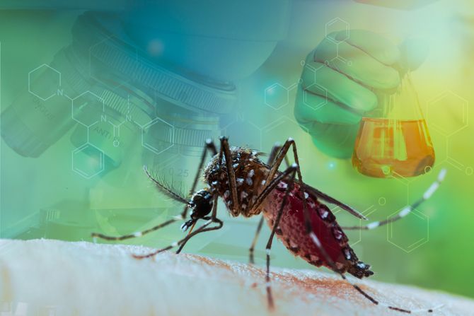 Denga groznica vakcina DHF Aedes aegypti  tigrasti komarac Denga groznica vakcina DHF Aedes aegypti  tigrasti komarac