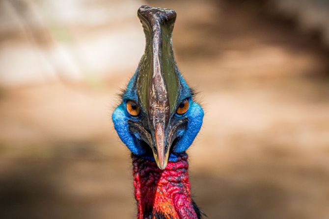 Svetski dan kazuara 26. septembar Svetski dan kazuara 26. septembar