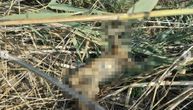 13 uginulih srna pronađeno pored bazena: Užas u Vojvodini