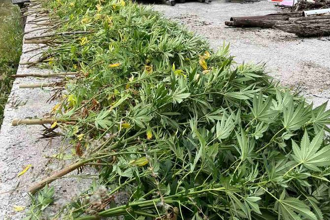 marihuana, droga, narkotici, lučani