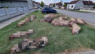 Užas u Slavoniji: "Ubili su mi svinje i ostavili ih pred kućom" krvava tela životinja čekaju da ih neko skloni