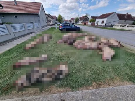 Ubijene svinje u Slavoniji