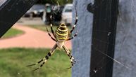 Pauk osa ponovo viđen u Srbiji: Prepoznatljiv po žuto-crnim prugama, ujeda retko, ali poziva na oprez
